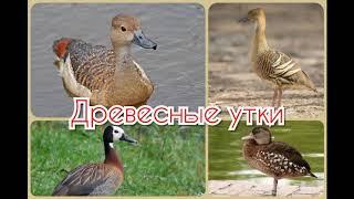 Древесные (свистящие) утки. 