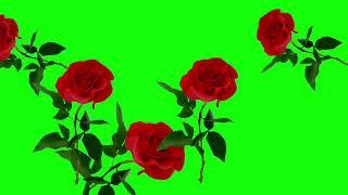 Rose green screen effect