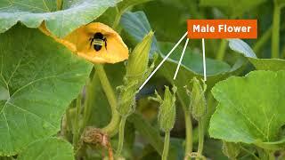 Female Flowers vs Male Flowers on Squash Plants