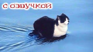 ПРИКОЛЫ С КОТАМИ! С ОЗВУЧКОЙ! Самые смешные животные! Смешные коты и собаками 2023! ТЕСТ НА ПСИХИКУ!