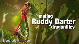 Ruddy Darter dragonfly mating & in tandem jettisoning eggs (Bloedrode Heidelibel)