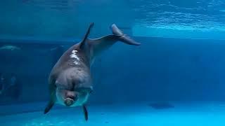 Clearwater Marine Aquarium Celebrates 50 Years Ep. 6