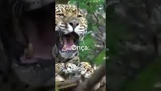 Onça parda vs Onça Pintada #animal