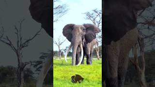 Baby vs Soldier Animal Transformation ||    #animaltransformation #viralvideo