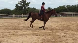 Texas A&M AgriLife Extension - Horses - Hunter Hack