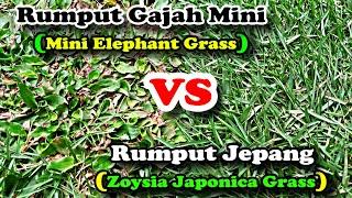 Zoysia Japonica Grass Vs Mini Elephant Grass 2023