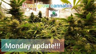 How i grow cannabis at home. Monday update!!!