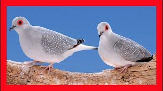 Diamond Dove Song! Diamond Dove Call! Diamond Dove Sound- Tortolita Diamante Canto- Geopelia Cuneata