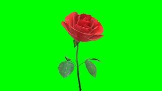 Copyright Free 3d Animated Rose Flower Green Screen Effect | Chroma Key |  Royalty Free |