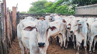 FEIRA DE GADO DE CARUARU PE, TERÇA FEIRA, 10/09/24 #nordeste