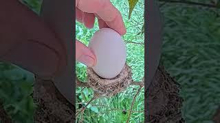 WOW! LOOK AT THE SIZE OF THAT EGG! REAL EGG. #babyhummingbirds #humingbird #nest #egg