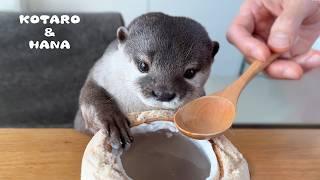 Otters Try Coconut for the First Time