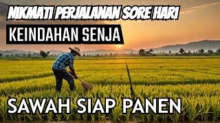 Perjalanan Sore Hari di Area Persawahan yang Siap Panen, Menakjubkan!