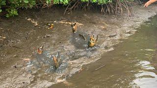 Amazing Catching Huge Mud Crabs at Swamp after Water Low Tide