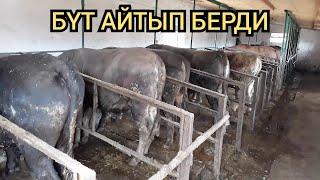 Бул байке духту көтөрдү | Чыныгы фермер