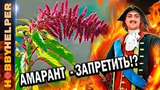 АМАРАНТ - "дарованный Богом" растительный источник СКВАЛЕНА. В чем польза? Правда, домыслы и мифы.