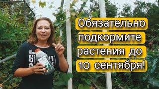 Чем Подкормить Растения в Саду и Огороде До 10 Сентября | Лучшая подкормка для растений осенью!