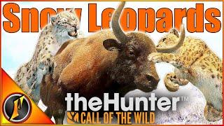 Hunting Snow Leopards! (And Finding More Diamond Yak ) | Call of the Wild