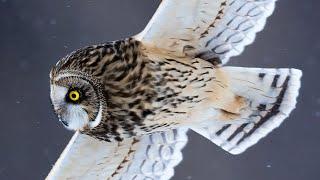 Nature Photography - Photographing Owls in Flight in Canada with the Sony A1