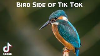 Bird Side of Tik Tok