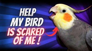 10 Simple Tricks to Instantly Tame Fearful Birds Without Stress