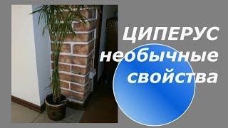 Циперус - необычные свойства