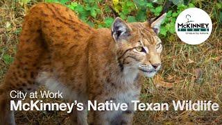 City at Work - McKinney's Native Texan Wildlife