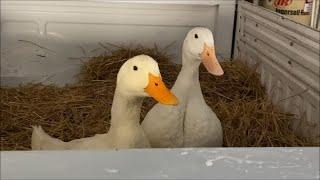 Ducks in a Truck?  The Cold Snap Goes Bad!