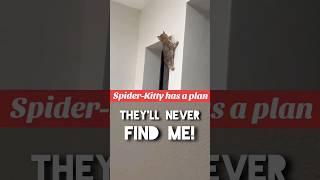 Spider-Kitty has a plan (TT duet) #funnyanimals #voiceover #cat #shorts