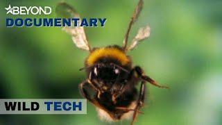 What It's Like To See Like A Bee | Wild Tech | Beyond Documentary