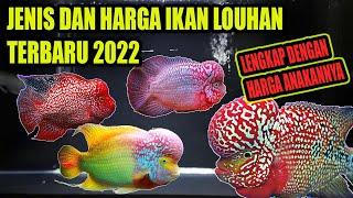 JENIS IKAN LOUHAN DAN HARGANYA TERBARU 2022 | PECINTA IKAN HIAS WAJIB NONTON !