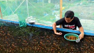 Never Release Your Goldfish on Mud Pond ( Harvesting Fish) -How I produce 10,000 Goldfish every Week