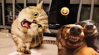 The Funniest Cats and Dogs Videos of 2024!  Best Of The 2024 Funny Animal Videos 