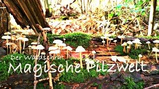 ️ Der Waldschrat - Magische Pilzwelt