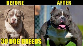 30 Dog Breeds, Puppy to Adult Growing up : Before and After : SAHIL BERWER