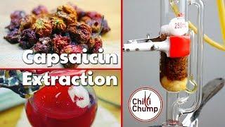 Capsaicin extraction using a Soxhlet extractor  Getting the spicy stuff from chilli peppers!