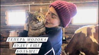 Декабрьские отёлы начались! Кого принесла айрширская корова Красотка? В ожидании окотов!