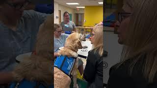 Physical Therapy with Our Facility Dog Brea- Johns Hopkins All Children's Hospital