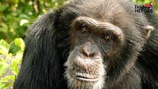Chimp Living Alone on an Island For Years Gets A Big Surprise | Dodo Heroes