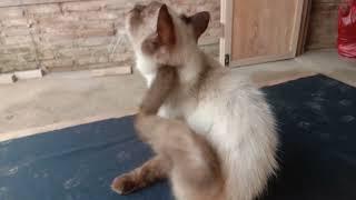 kucingnya siapa ini?#kucing#kucinglucu#@mrplongakplongok