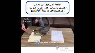 cat refused to trample Quran