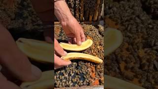 Feeding Bees A Banana!  #shorts