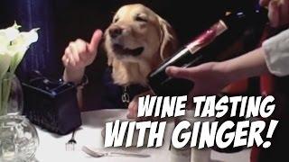 Wine Tasting with Ginger - dog eats with hands golden retriever