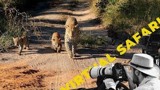 The Contrasting Realities of a Mother Leopard- Virtual Safari # 219