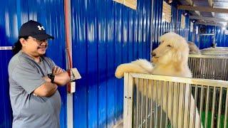 LARGE DOG BREEDS IN THE WORLD: 31 BREEDS, 170 DOGS in one KENNEL Farm!