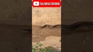 Sunset glow snake's skin while he is moving fast at sand !! #new #viral #wildlife #animals #ytshorts