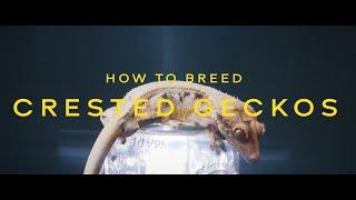 How to LITERALLY Breed Crested Geckos