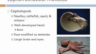 Biology 2, Lecture 11: Protostomes