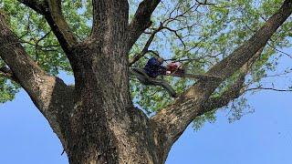 Gokil... Penebangan pohon trembesi besar berbahaya !!