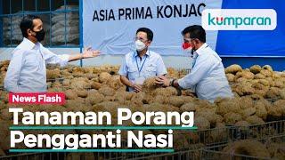 Presiden Jokowi Sebut Tanaman Porang Lebih Sehat, Bisa Jadi Pengganti Nasi